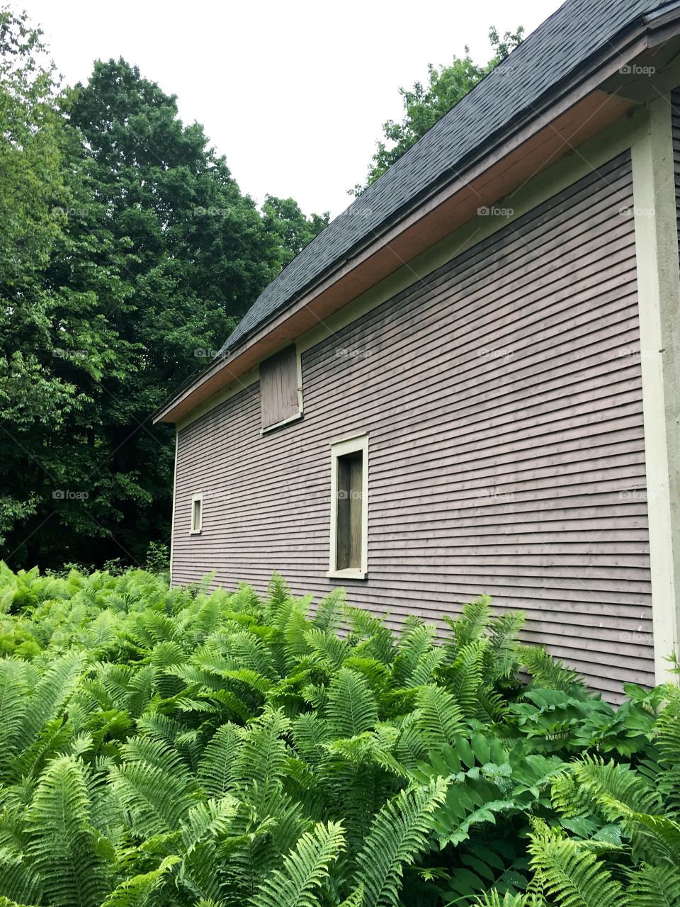 Ferns growing around Victorian era wood barn