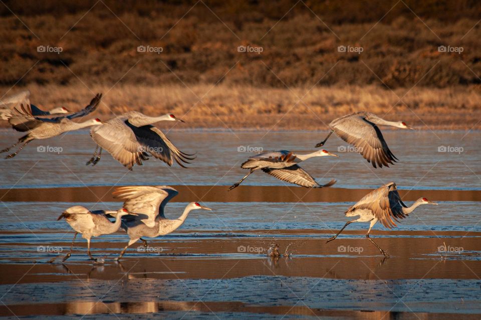 Cranes taking off from the lake 