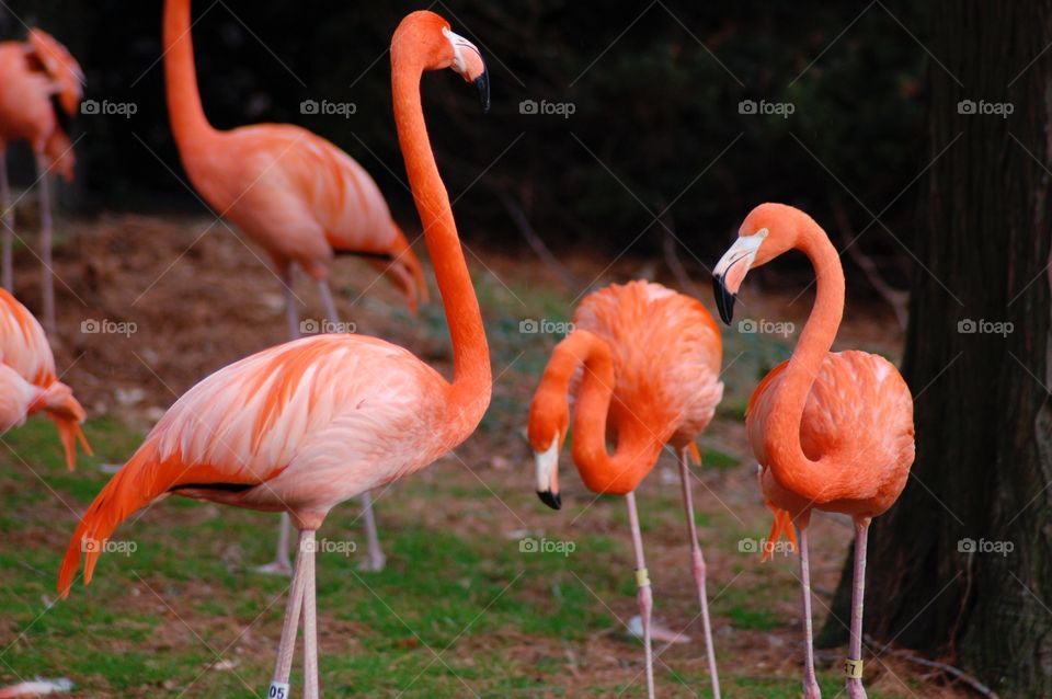 Flamingos. Flamingos
