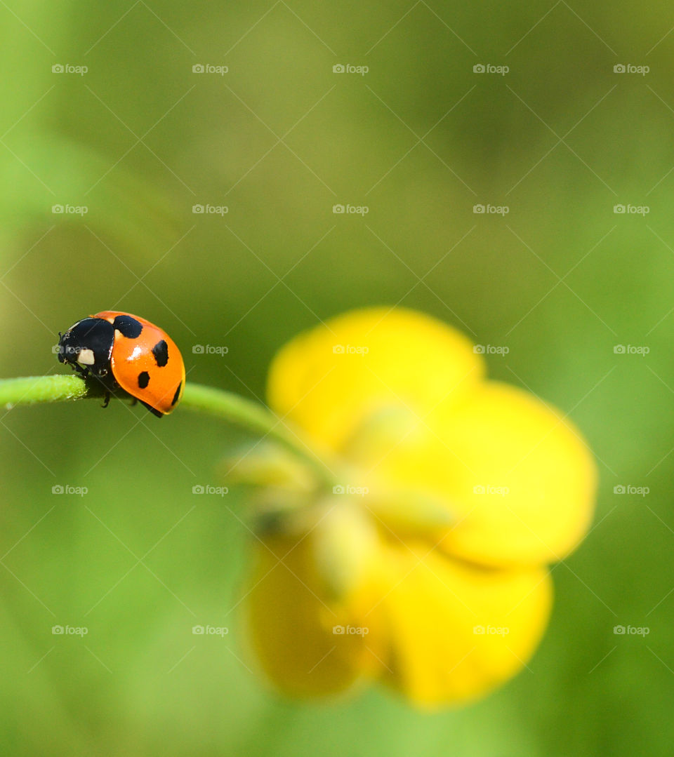 Summer, a sunny day, the grass is green, the Ladybug is running, bask in the sun, and take shelter in the grass, in the coolness of the shady grass.