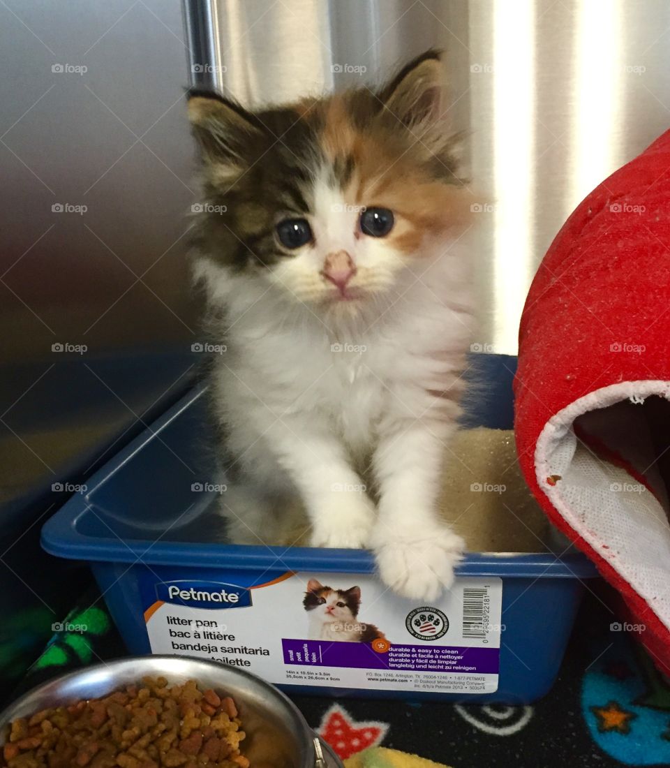 Kitten model lookalike 