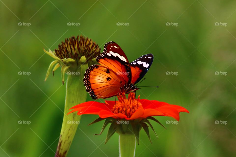 Beautiful and colourful butterfly