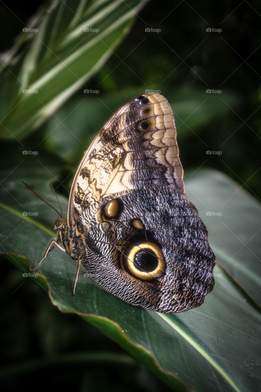 Butterfly on a leaf