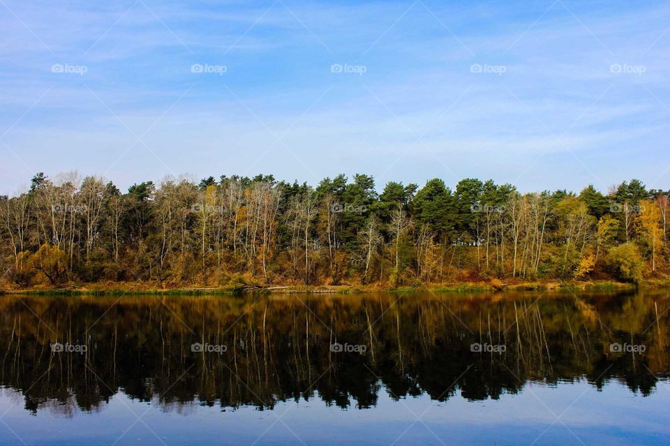 Trees near the river.
