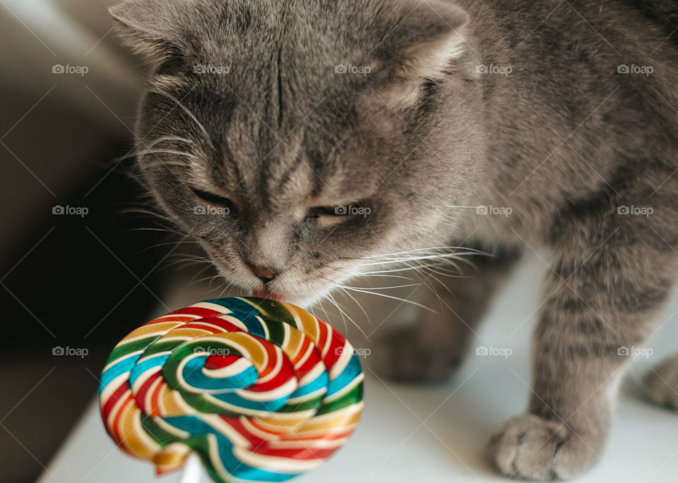 cat and candy