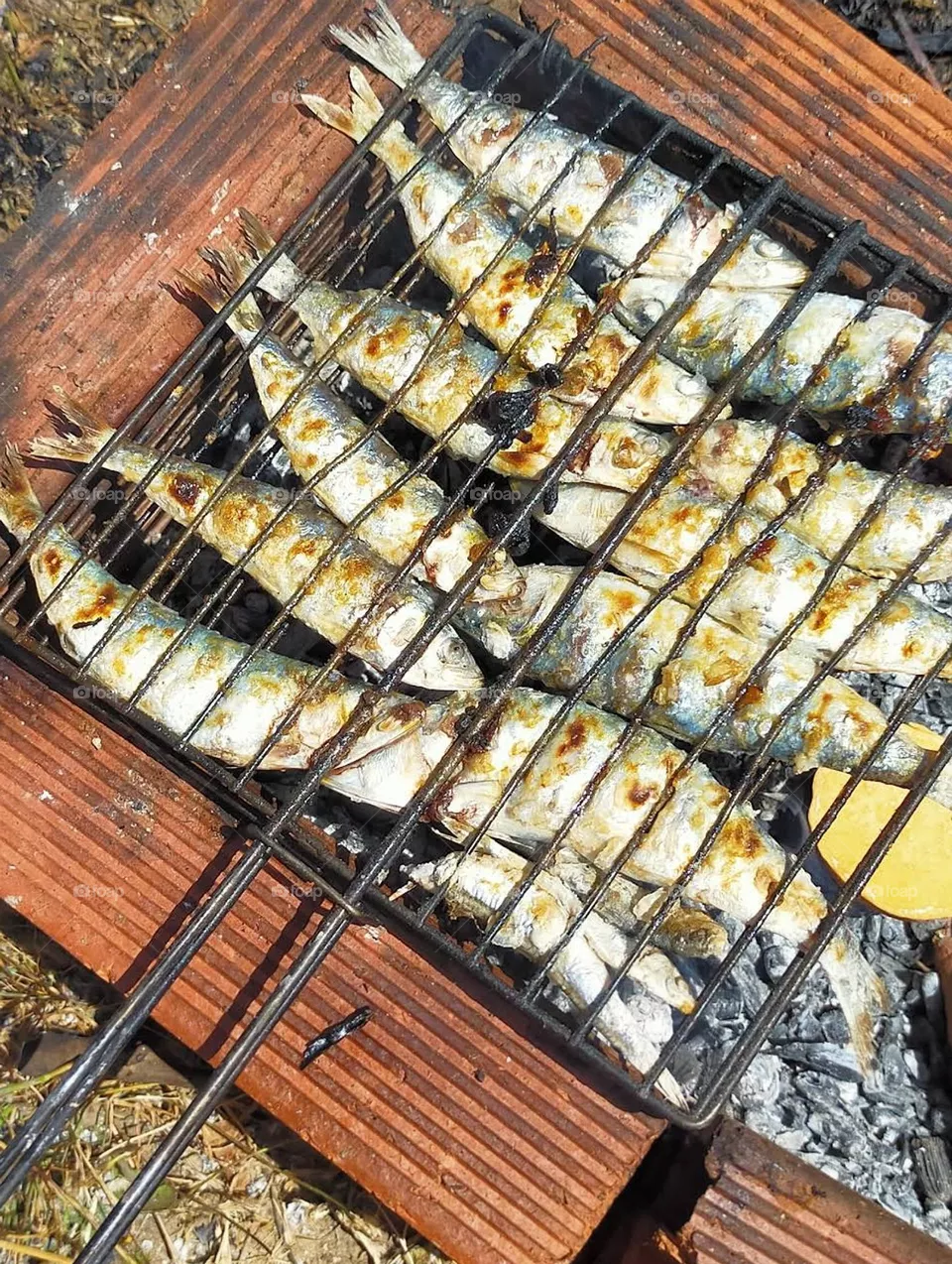 fish
