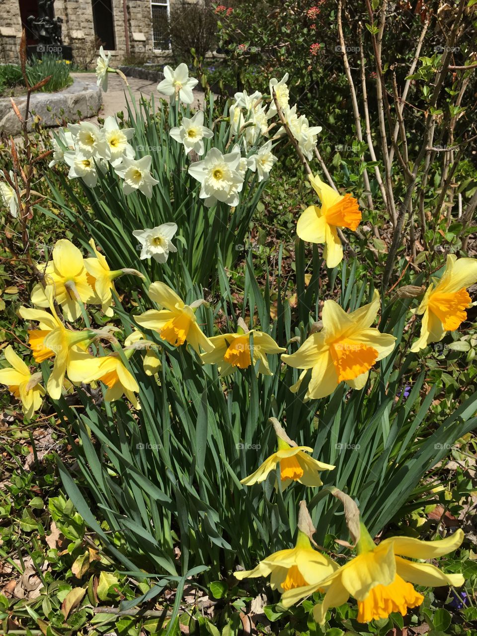 Daffodils