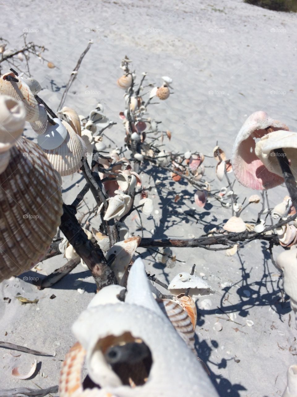 #seashells #shells #beach #sand #tree #creative #art #sculpture #summer 