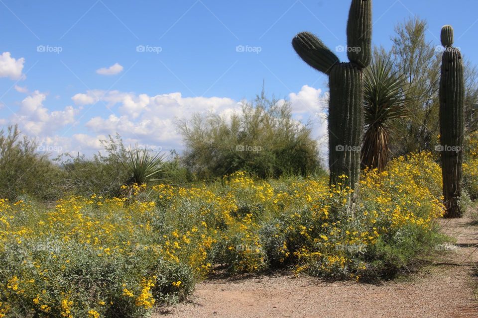Spring in Arizona Desert