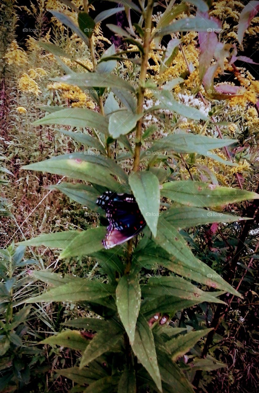 milkweed majesty