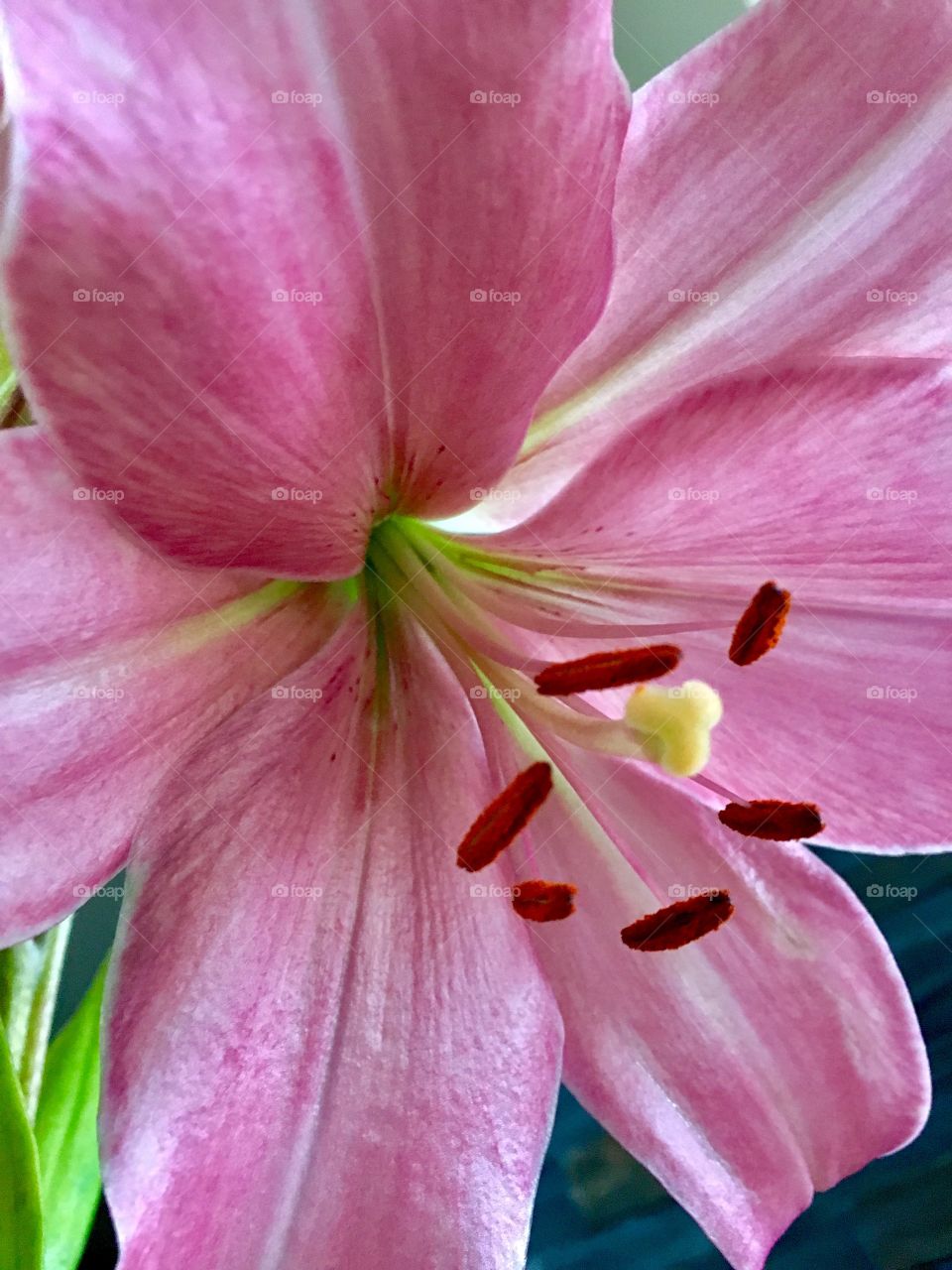 Pink Lily 