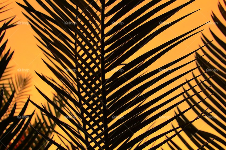 Palm tree leaf silhouette during sunset 