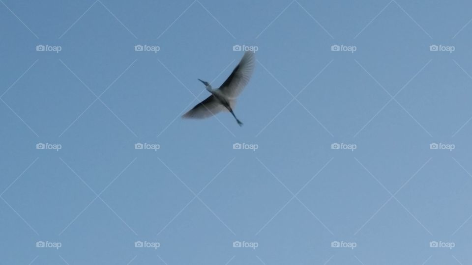 Egret in the sky