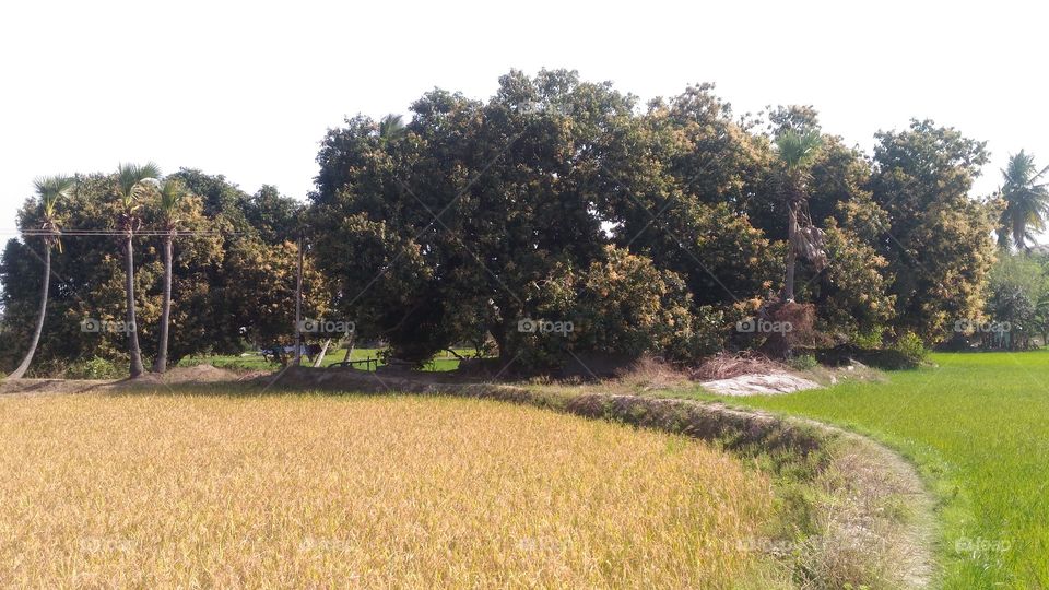 Rice Farmland Nature