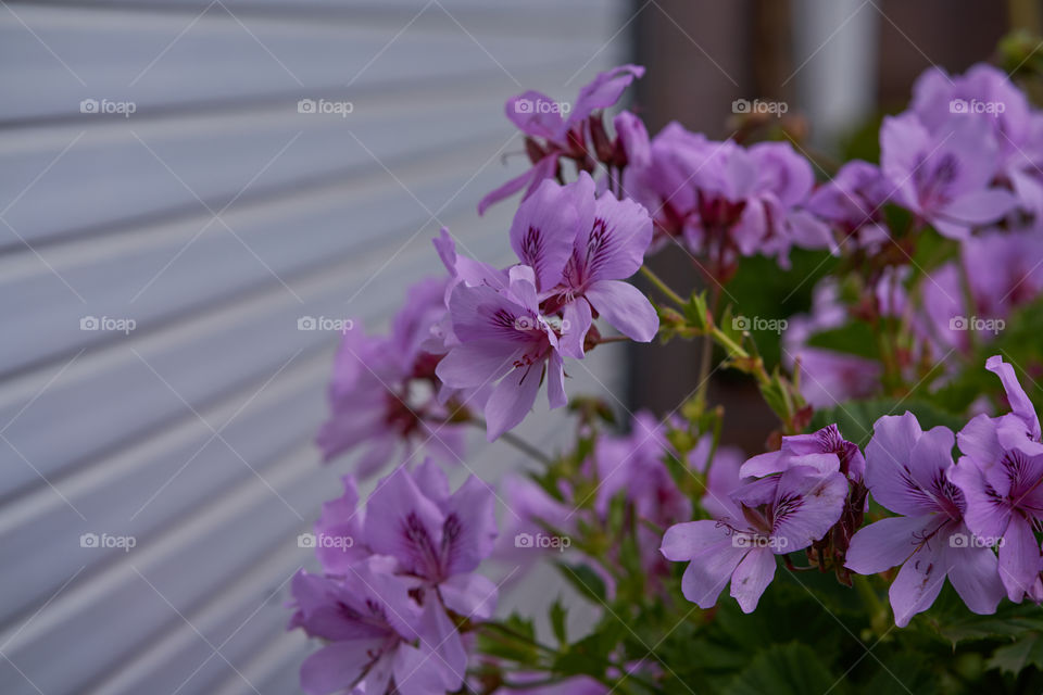 Close-up of purple flower