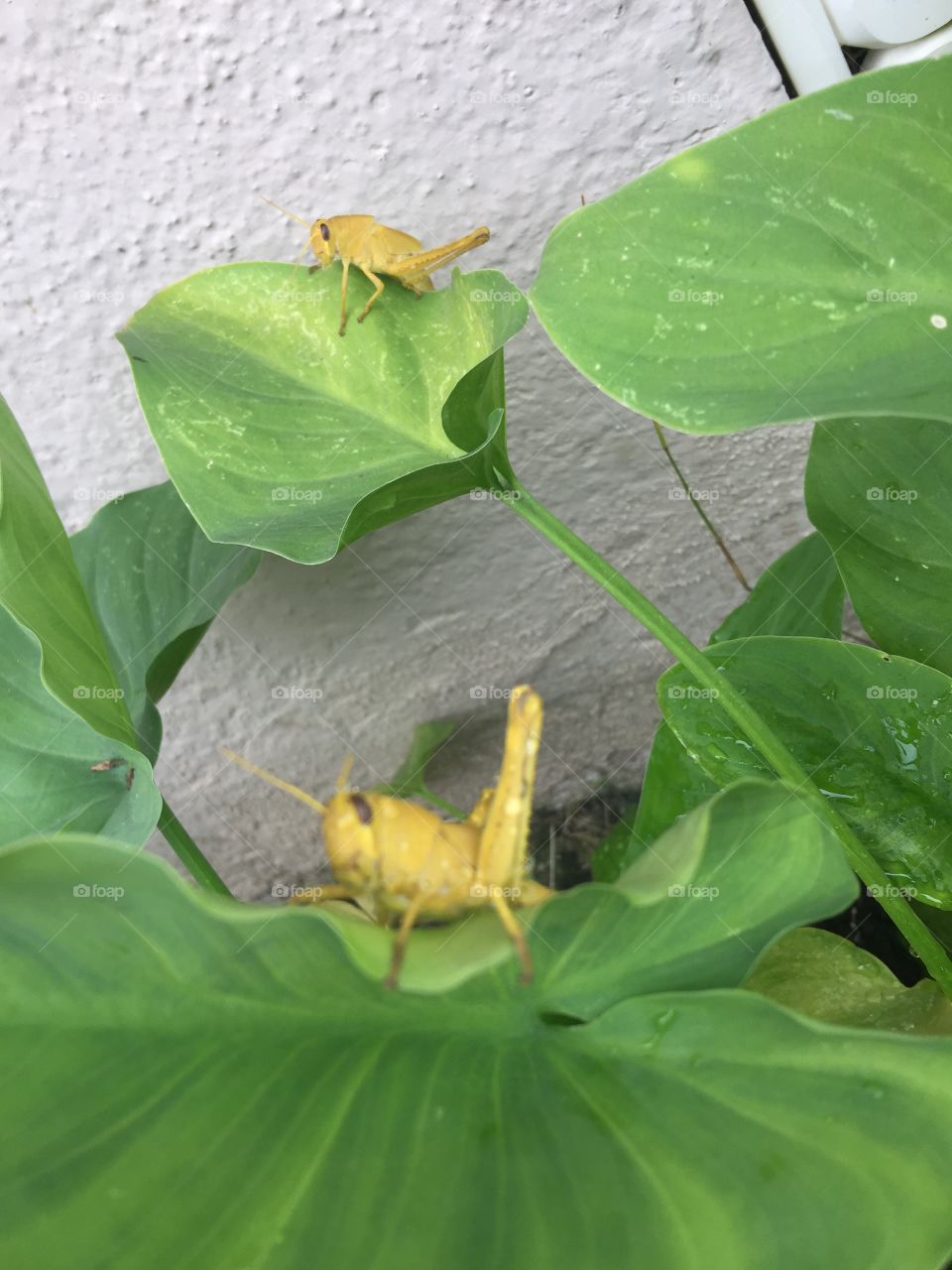 The friendly neighborhood grasshoppers 