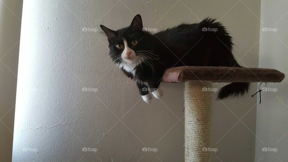 Hanging Kitty