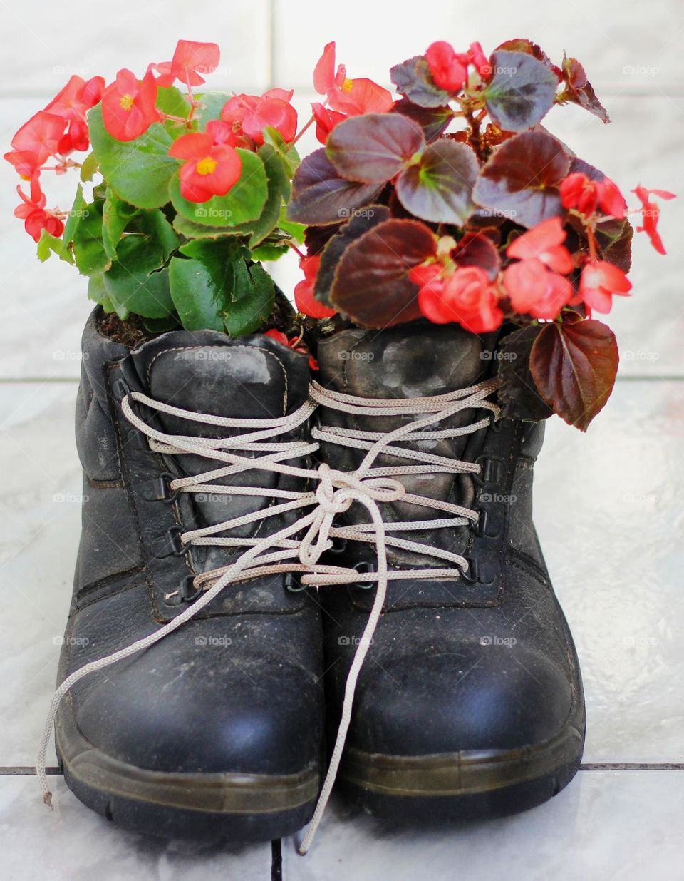 New life for the old shoes, potted flowers