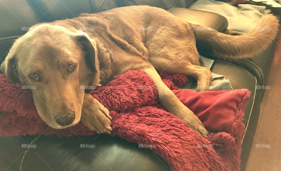 Dog with Blanket