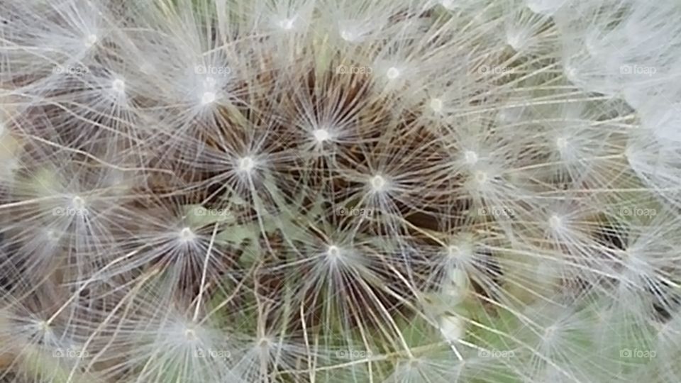 Dandelion, Seed, Nature, Flower, Fragility