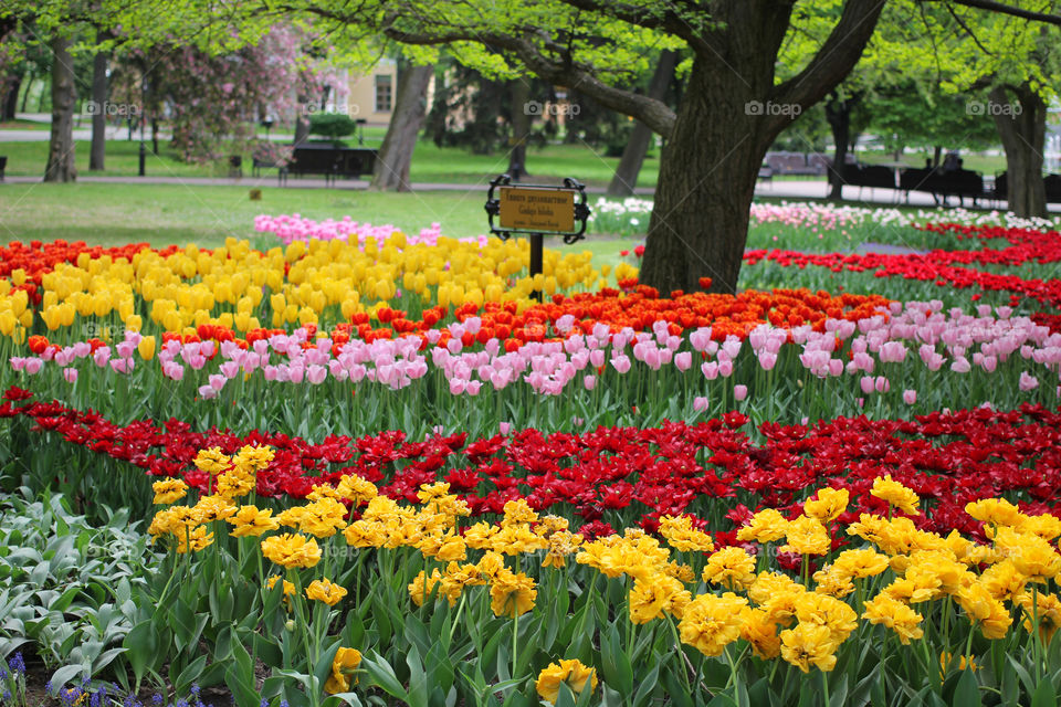 Tulips in the city park