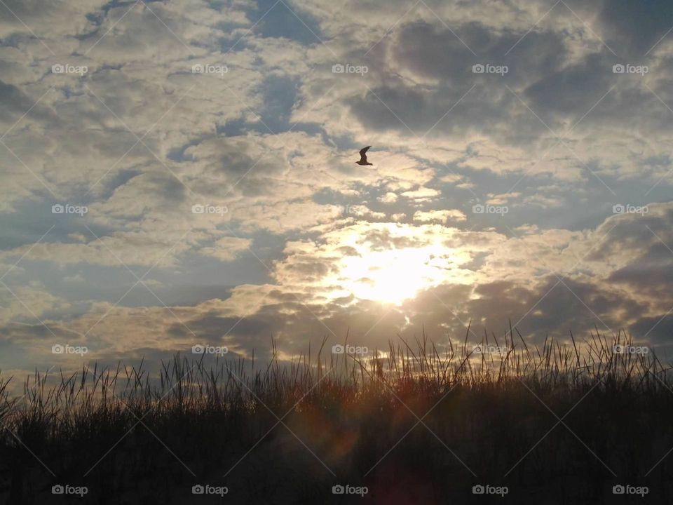 Shore grass and a seagull flying through the beach sky. 