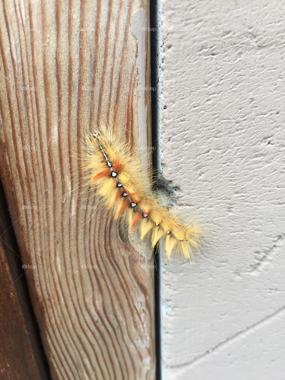 Furry caterpillar 