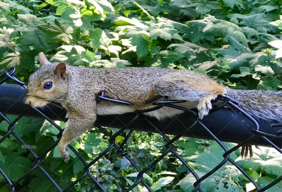 Lazy Squirrel 