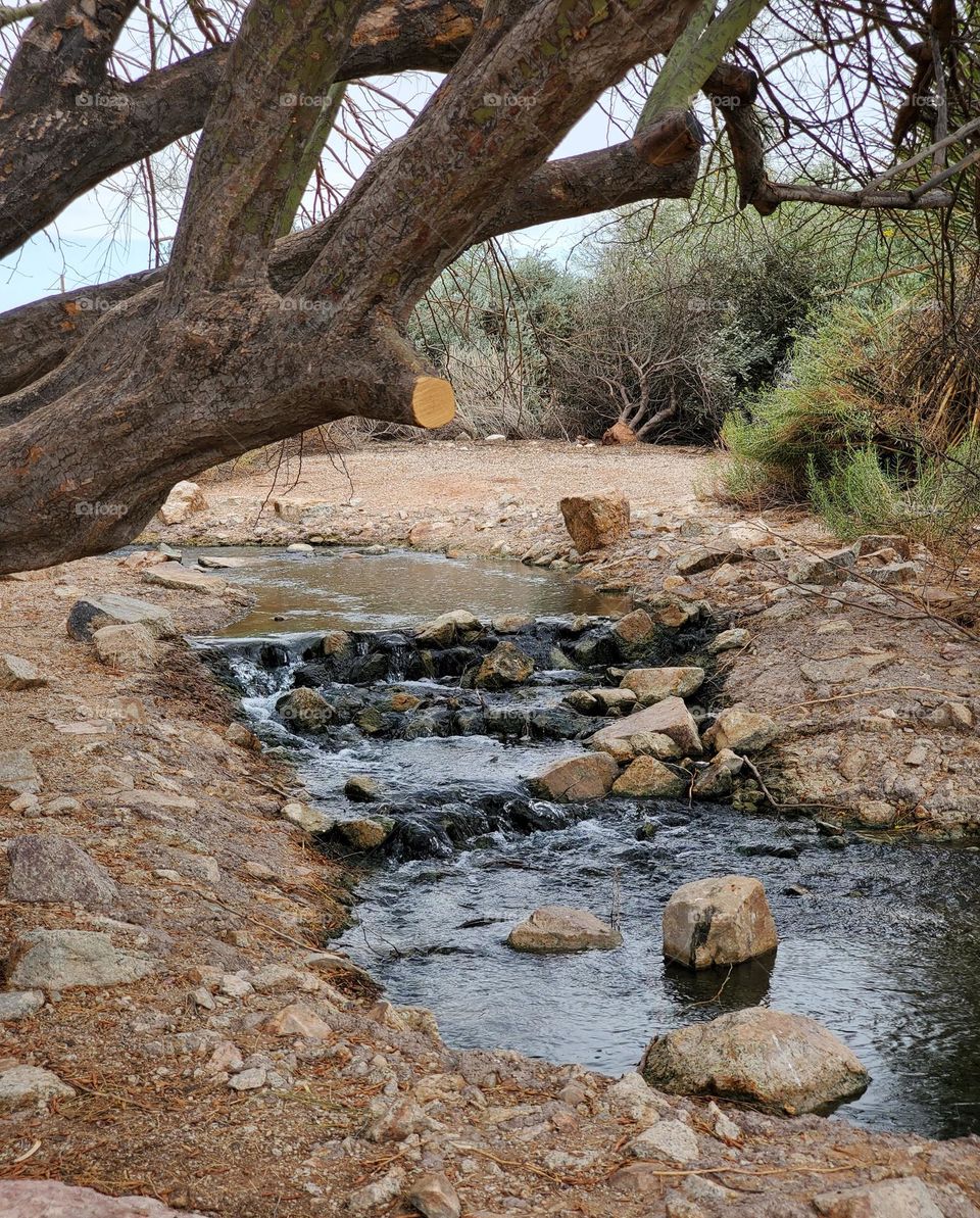 Stream in a Desert Park