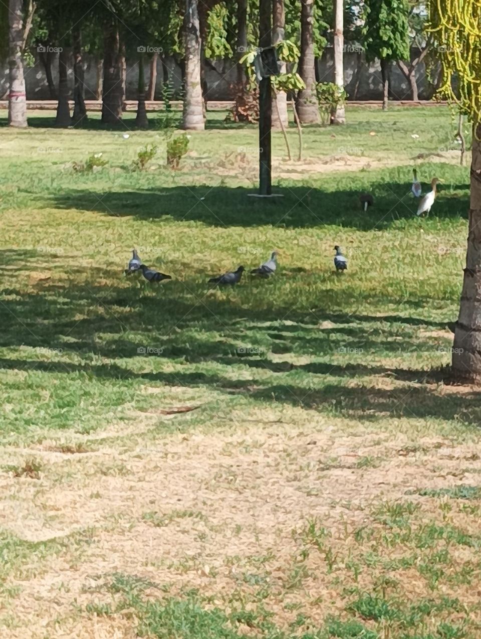 Birds drinking the water