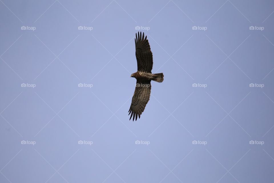 eagle