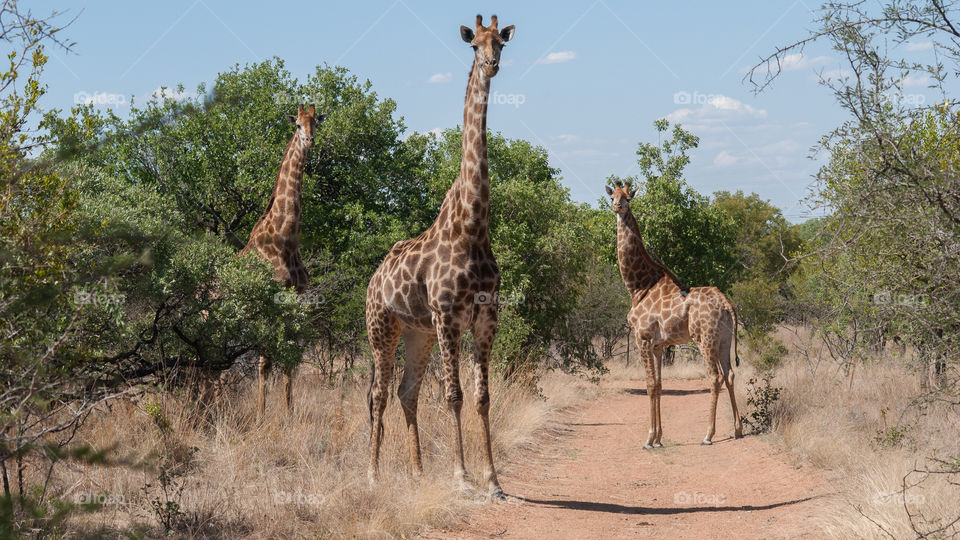 three giraffes on lookout