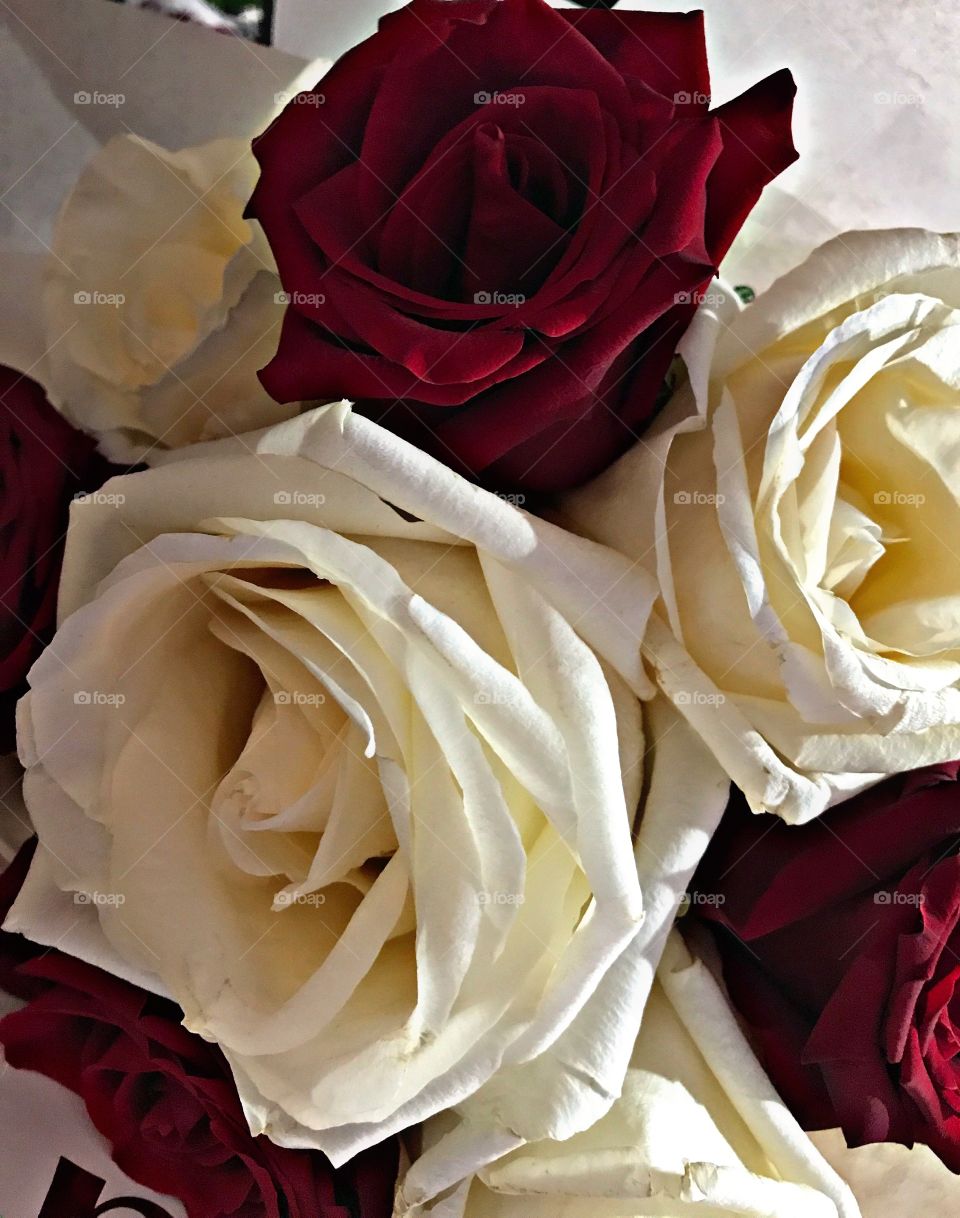 Red and White Beauties 