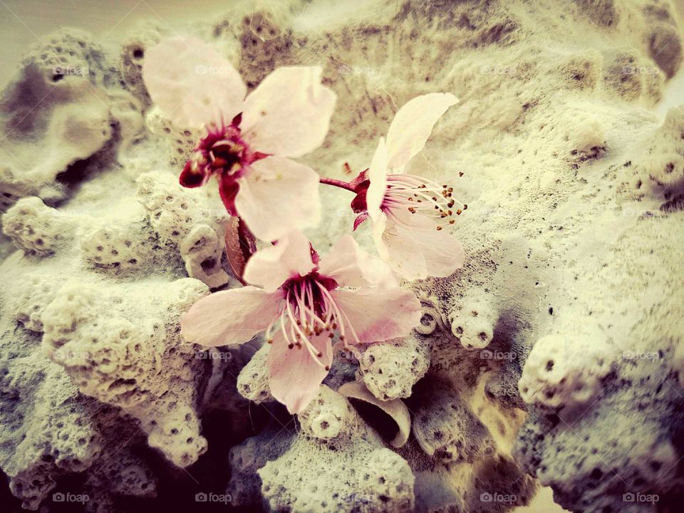 pink blossom flowers on a background of coral.