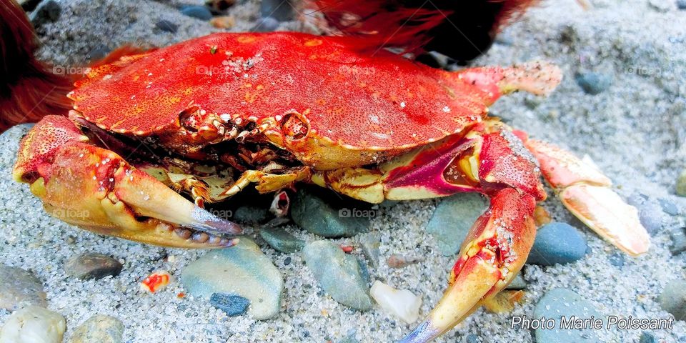 crab on the beach