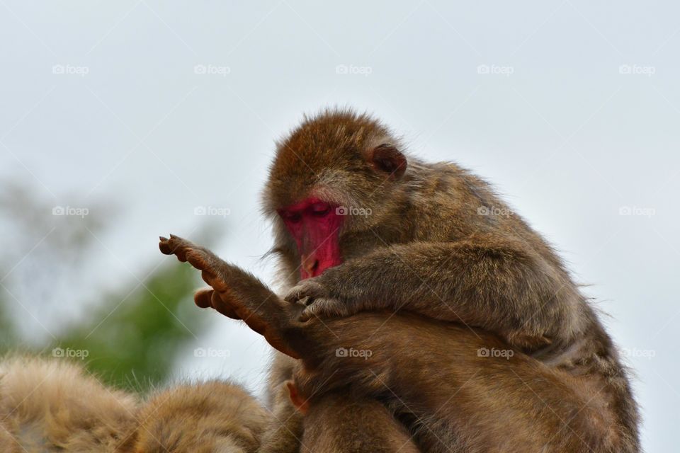 Red face macaque