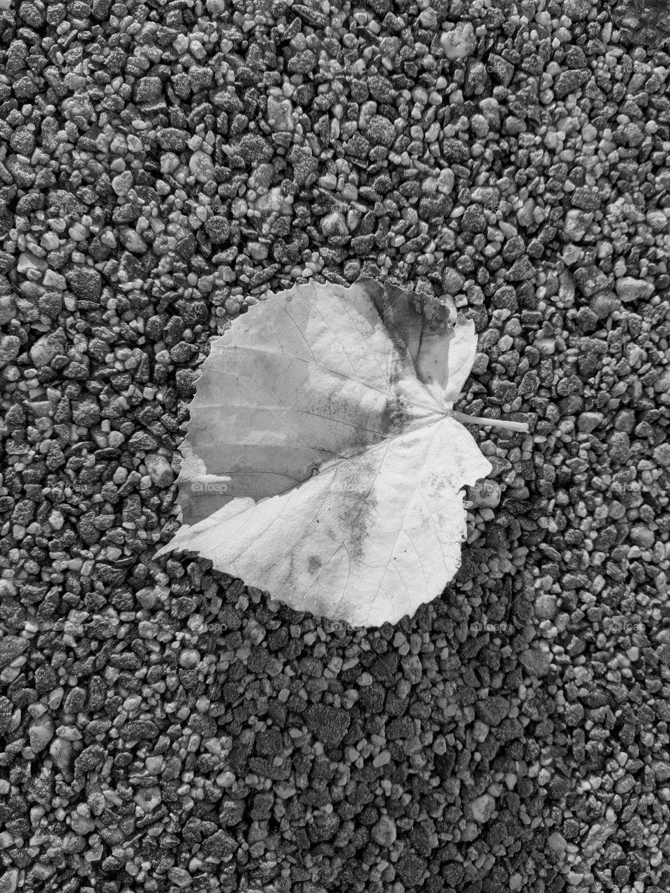 Autumn vibes. A lone, leaf sits in the middle of the walking path. it curls in along the edges.
