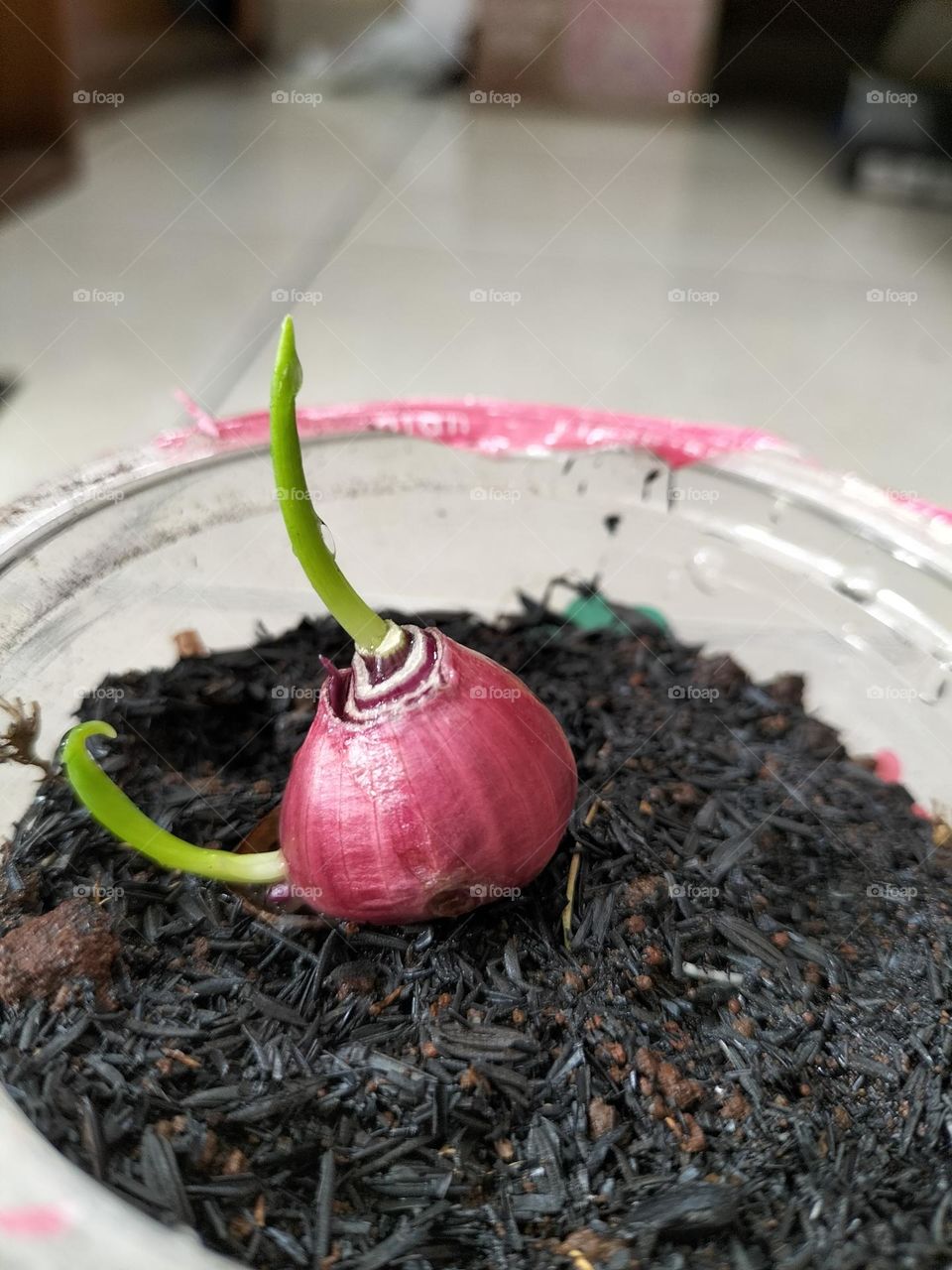 germinating shallots