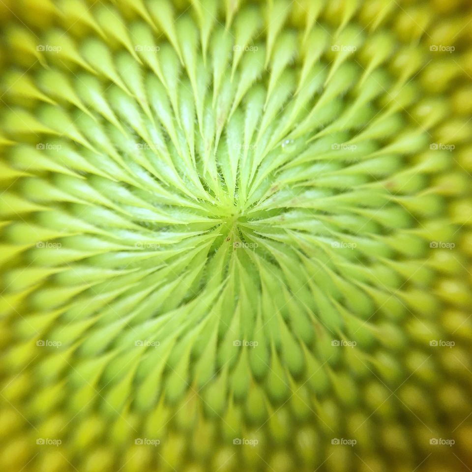 Marco shot of flower bud