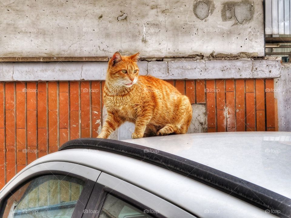 Cat Sorrento 