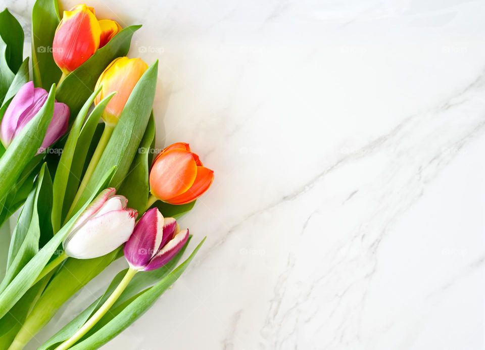 First signs of spring, tulips on marble surface flat lay