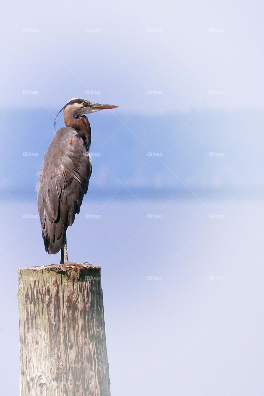 Perched near the Puget Sound, a great blue heron finds the perfect lookout point
