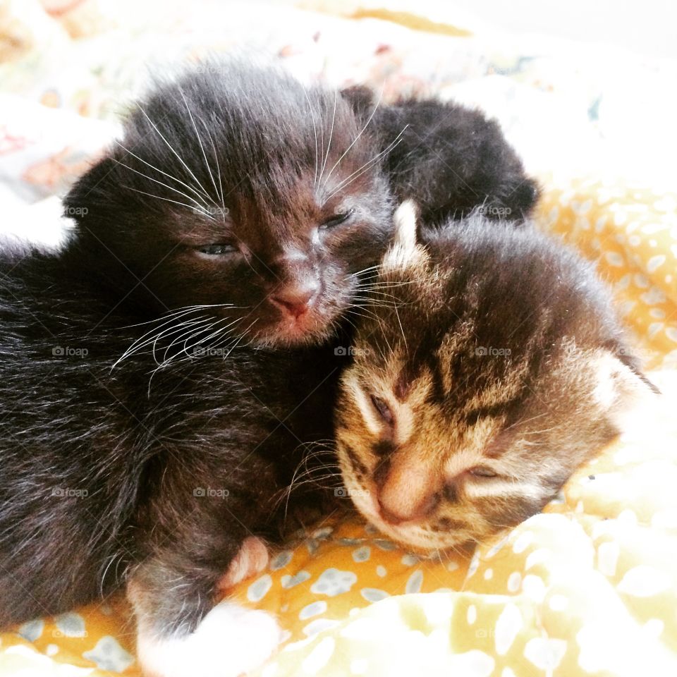Kitten siblings 