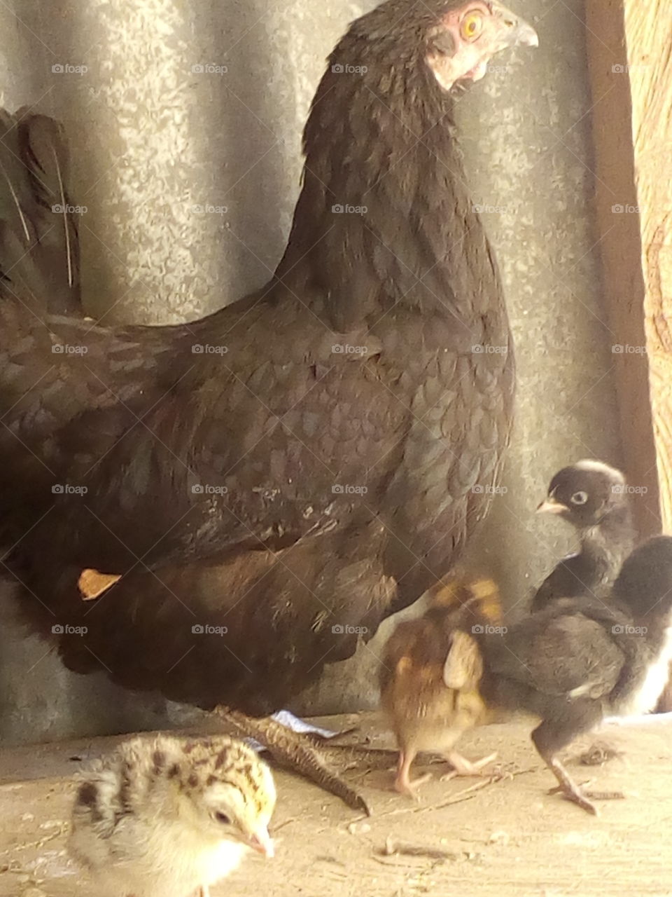 a hen raising baby chickens and a baby turkey.