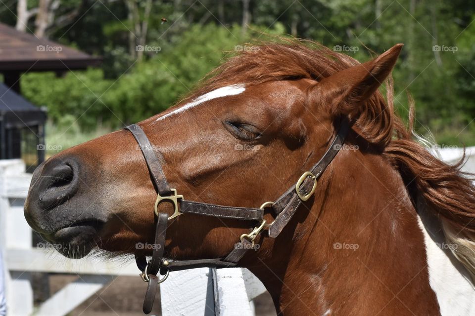 Sleepy Horse