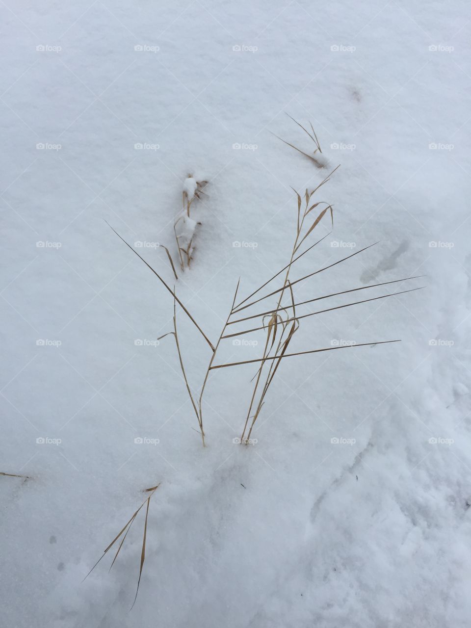 Snow Weed