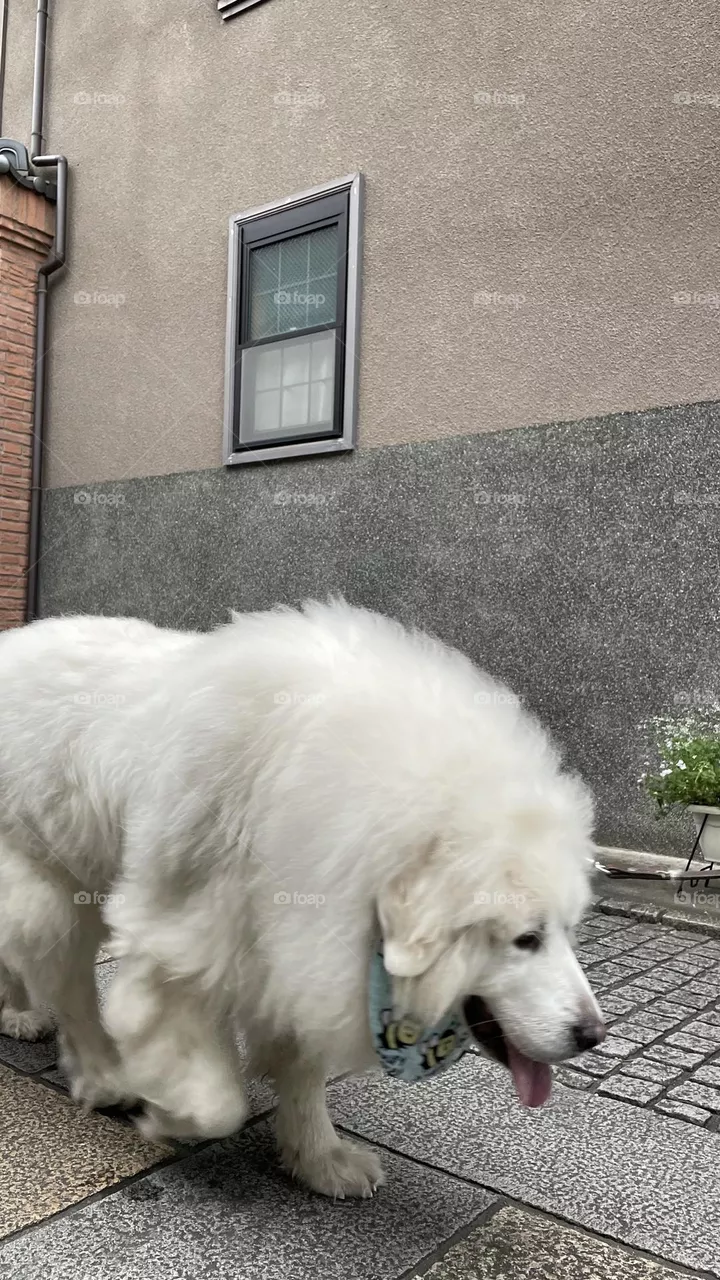 Dog