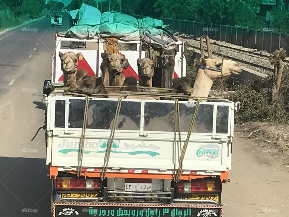 Nothing to see here. Stop staring at us. Have you never seen a truck full of camels before?