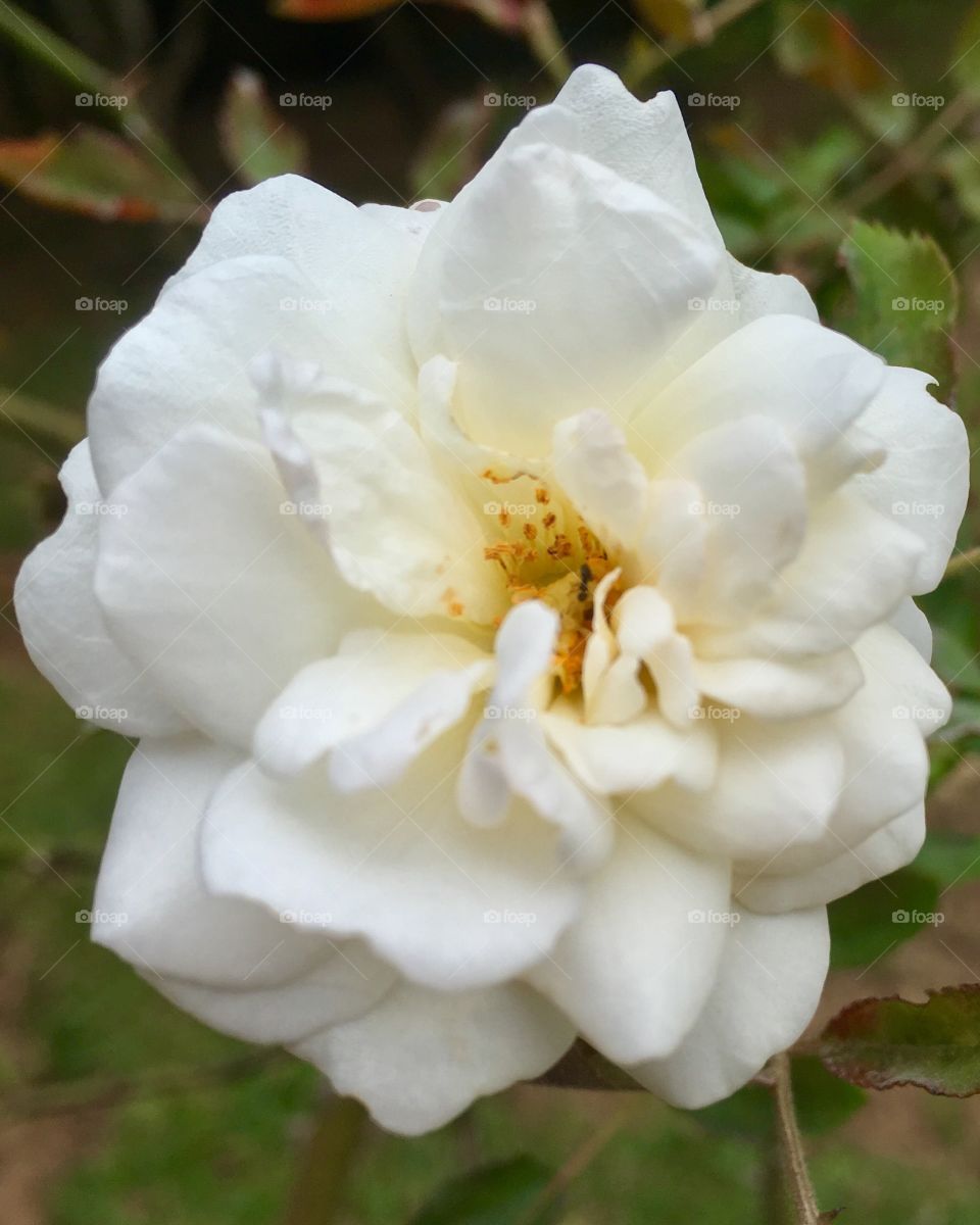 🌺Fim de #cooper!
Suado, cansado e feliz, alongando e curtindo a beleza das #flores. Hoje, ao lado das mini-rosas brancas.
🏁
#corrida #treino #flor #flower #flowers #pétalas #pétala #jardim #jardinagem #garden #flora #run #running #esporte