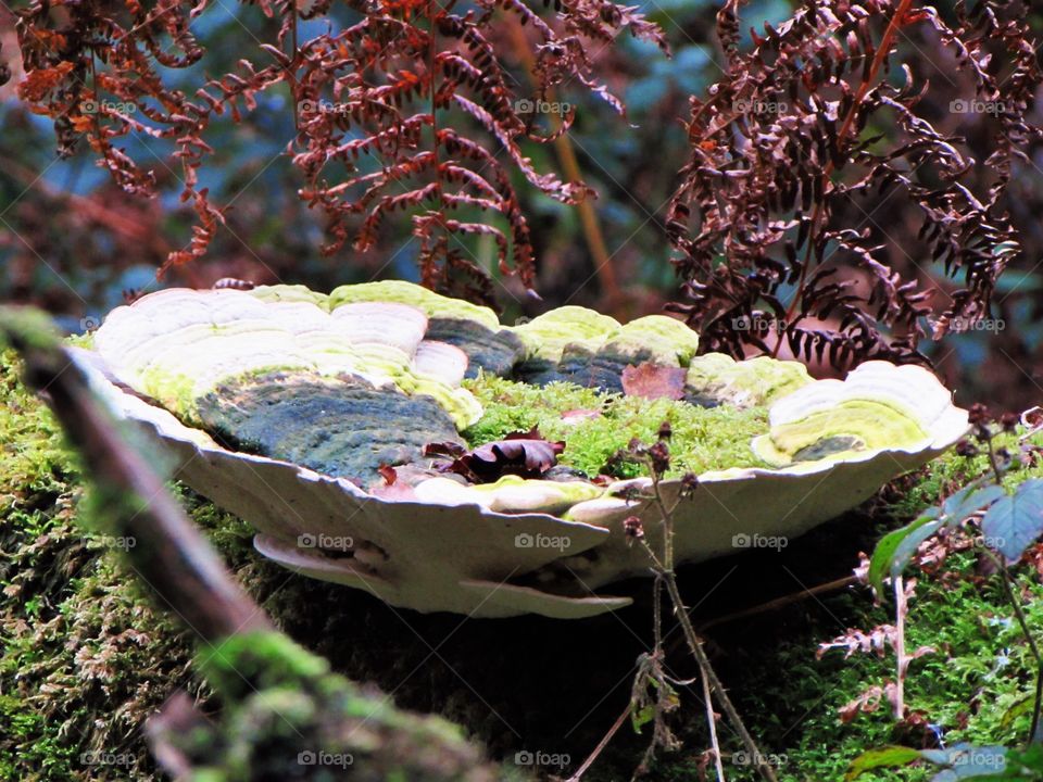 Large bowl shaped fungi collecting leaves and growing moss